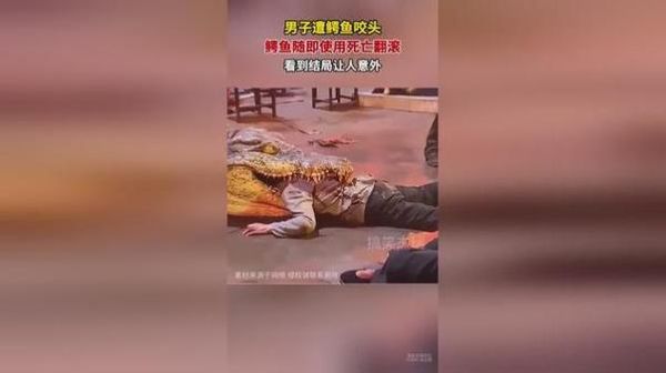 梦到鳄鱼是什么意思_梦见鳄鱼咬人怎么办