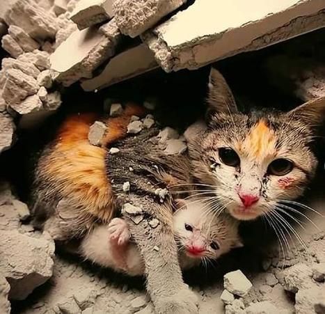 梦到救小孩是什么意思_梦见救陌生小孩预示什么