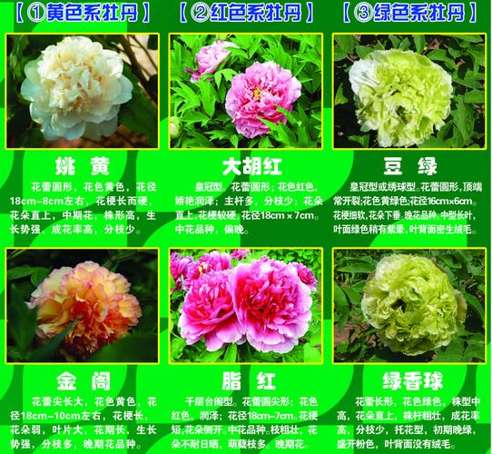 牡丹的图片大全_牡丹品种识别方法