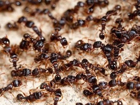 梦到好多蚂蚁是什么意思_蚂蚁成群梦境解析