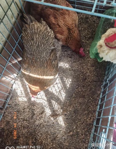 梦到抓鸡是什么意思_梦见抓鸡预示什么