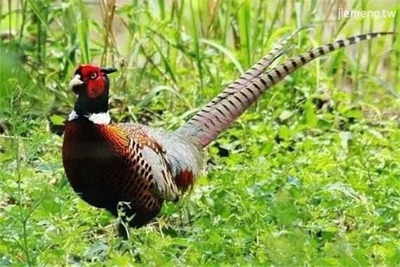 梦到抓鸡是什么意思_梦见抓鸡预示什么