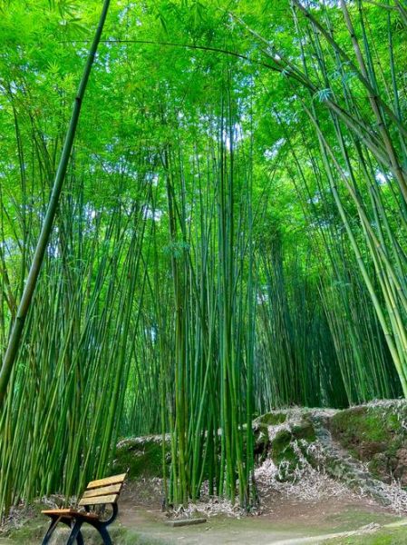 竹海图片大全_如何拍摄竹海意境