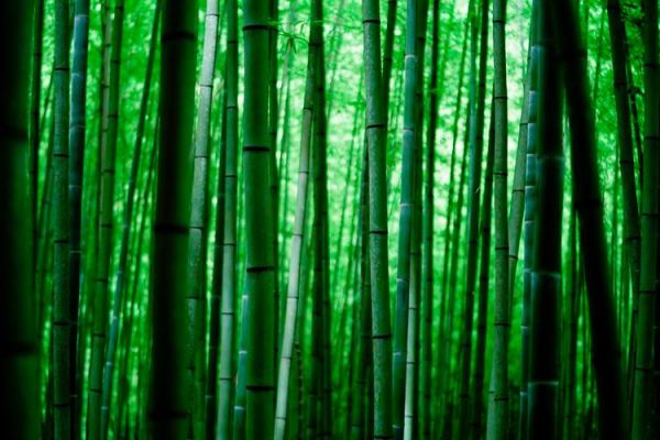 竹海图片大全_如何拍摄竹海意境