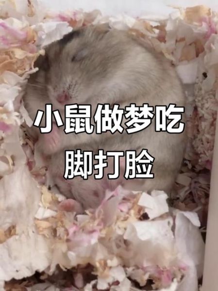 梦到被老鼠咬腿是什么意思_如何化解