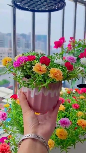 太阳花图片大全_太阳花怎么养