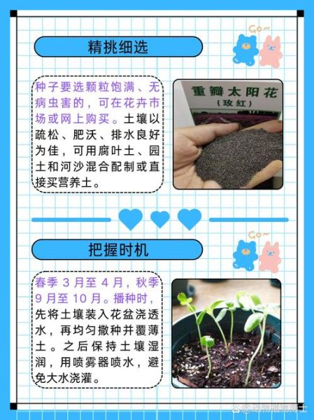 太阳花图片大全_太阳花怎么养