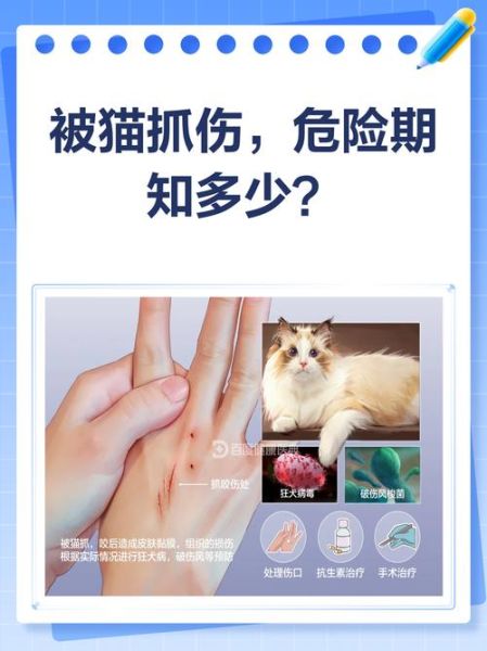 梦到被猫抓是什么意思_梦见猫抓伤手代表什么