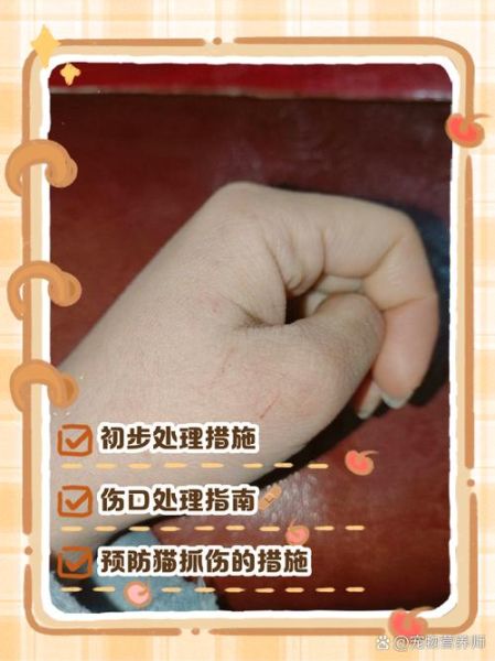 梦到被猫抓是什么意思_梦见猫抓伤手代表什么