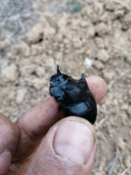 屎壳郎图片大全_屎壳郎长什么样