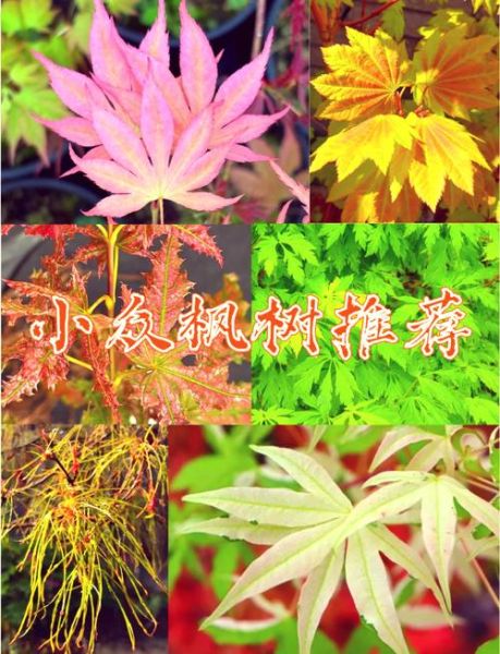 枫树图片大全_如何识别不同品种