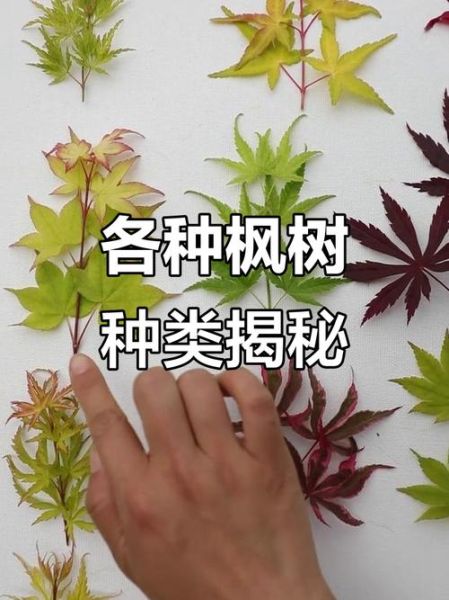 枫树图片大全_如何识别不同品种