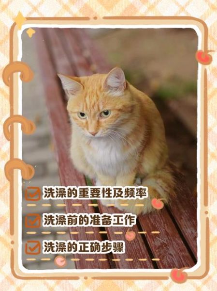 梦到给猫洗澡_是什么意思