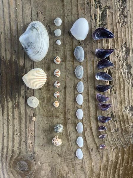 梦到捡贝壳是什么意思_梦见捡贝壳预示什么