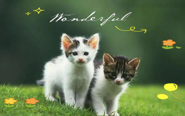 梦到两只小猫是什么意思_梦到两只小猫预示什么