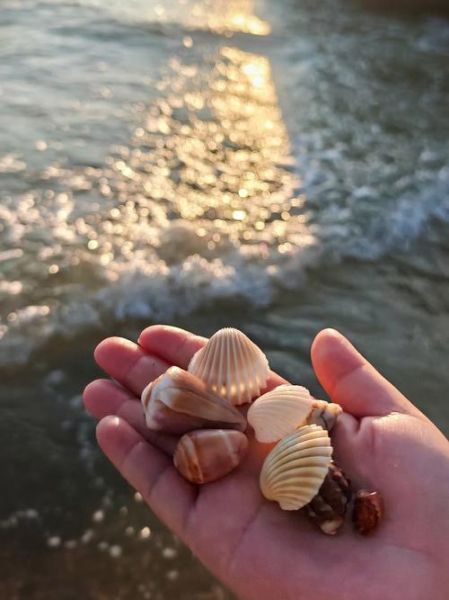 梦到捡贝壳是什么意思_梦见捡贝壳预示什么