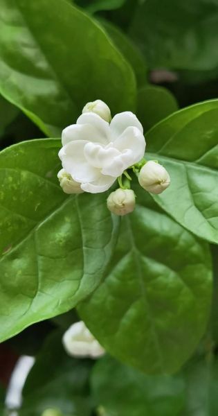 茉莉花图片大全_如何拍摄茉莉花高清特写