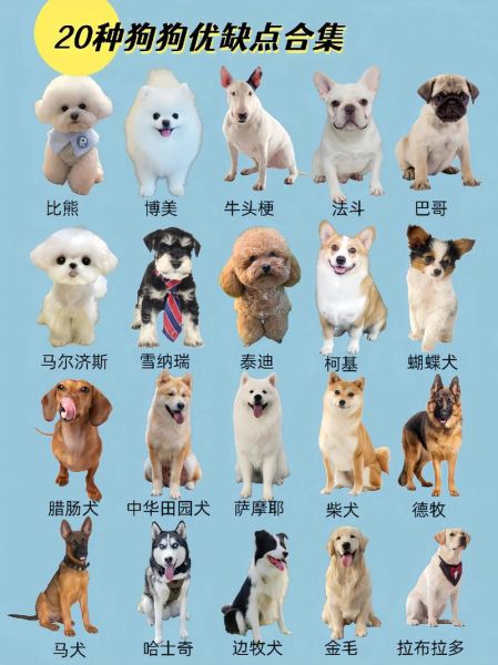 狗大全图片有哪些品种_如何挑选适合自己的狗