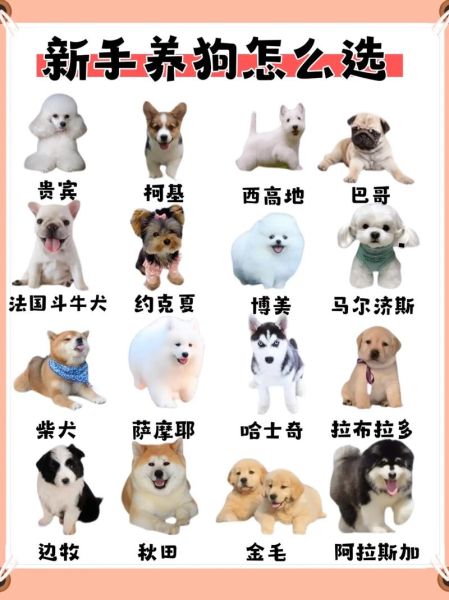 狗大全图片有哪些品种_如何挑选适合自己的狗