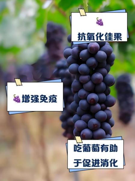 9个月宝宝能吃葡萄吗_葡萄怎么给婴儿吃才安全
