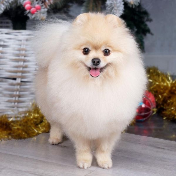 博美图片大全_博美犬哪个颜色最可爱