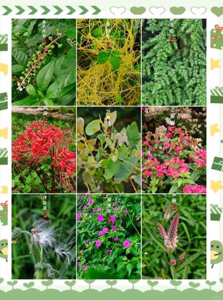 植物大全图片有哪些_如何识别常见植物