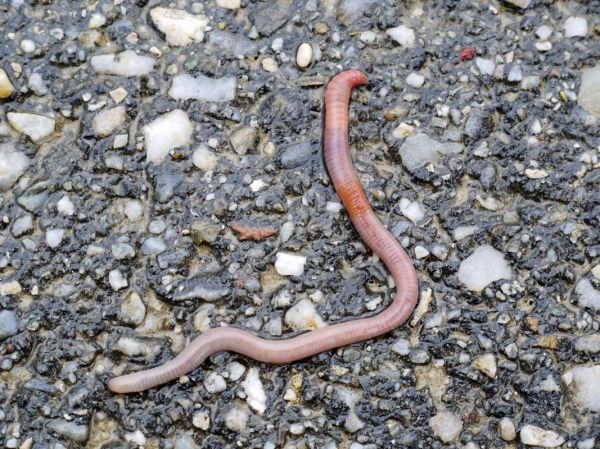 蚯蚓图片大全大图_蚯蚓长什么样