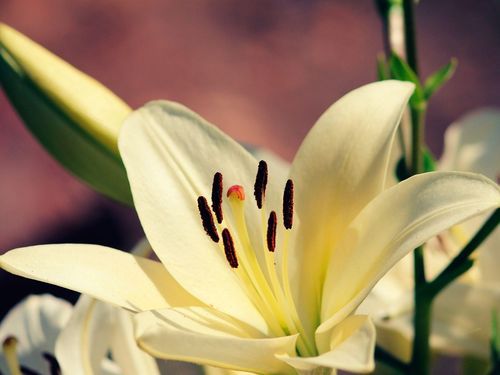 花芯迅雷下载安全吗_花芯迅雷下载资源去哪找