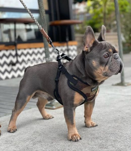 法国斗牛犬图片大全_法国斗牛犬多少钱一只