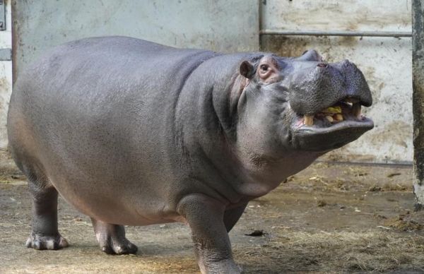 河马图片大全_河马高清图哪里找