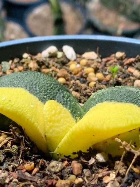 卧牛图片大全_卧牛怎么养才漂亮