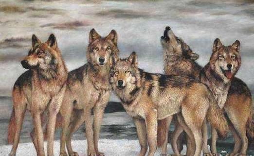 梦到很多狼是什么意思_梦见狼群攻击怎么办