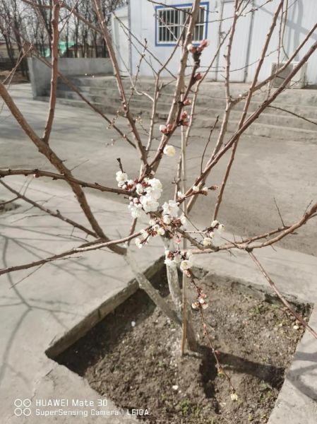 梦到杏树是什么意思_梦见杏树开花结果好不好