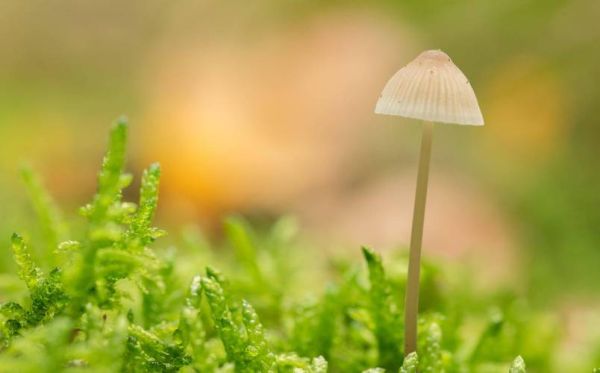 电脑桌面壁纸图片大全_如何免费下载高清壁纸