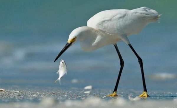 梦到飞鸟是什么预兆_梦见飞鸟代表什么