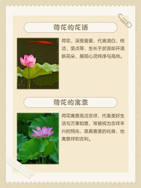 梦到荷花是什么意思_荷花梦境解析