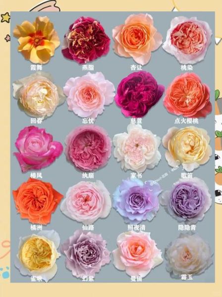 月季花图片大全_月季花品种怎么区分