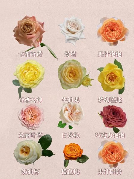 月季花图片大全_月季花品种怎么区分